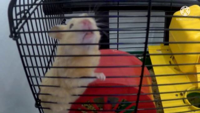 2.Тайная жизнь моих домашних животных. Что случилось с Дымкой? смотреть онлайн