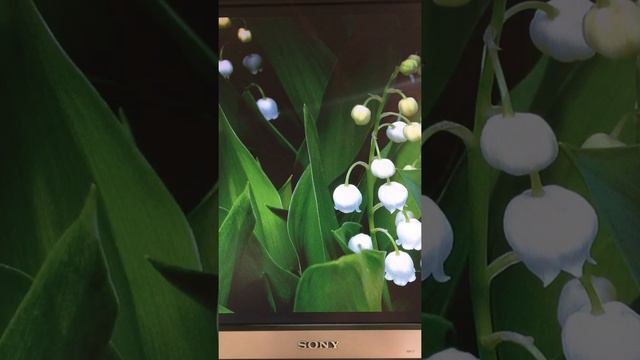 Первоцветы смотреть онлайн