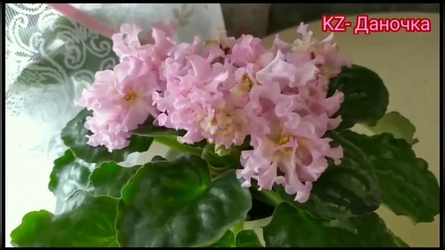 25 СОРТОВ ФИАЛОК С НАЗВАНИЯМИ. смотреть онлайн