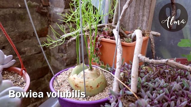 100 SUCULENTAS IDENTIFICADAS con su nombre científico EN FLOR смотреть онлайн