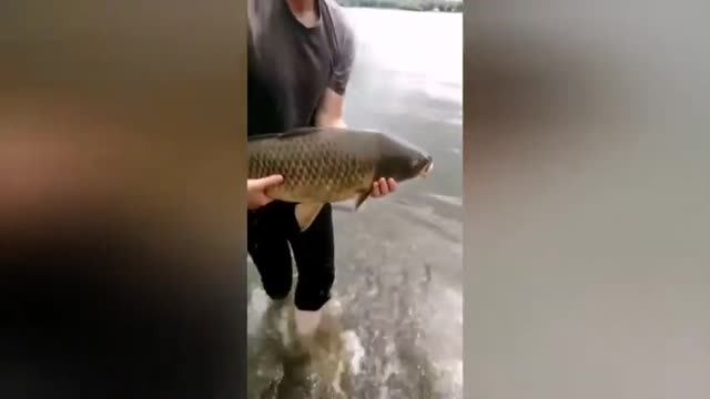 Фрагменты из летних карповых рыбалок смотреть онлайн