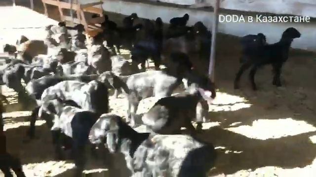 Гиссарские овцы смотреть онлайн