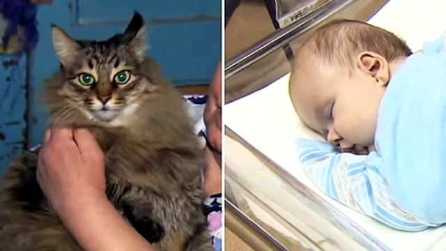 Эта история облетела весь мир! Только посмотрите, что кошка сделала с младенцем! смотреть онлайн