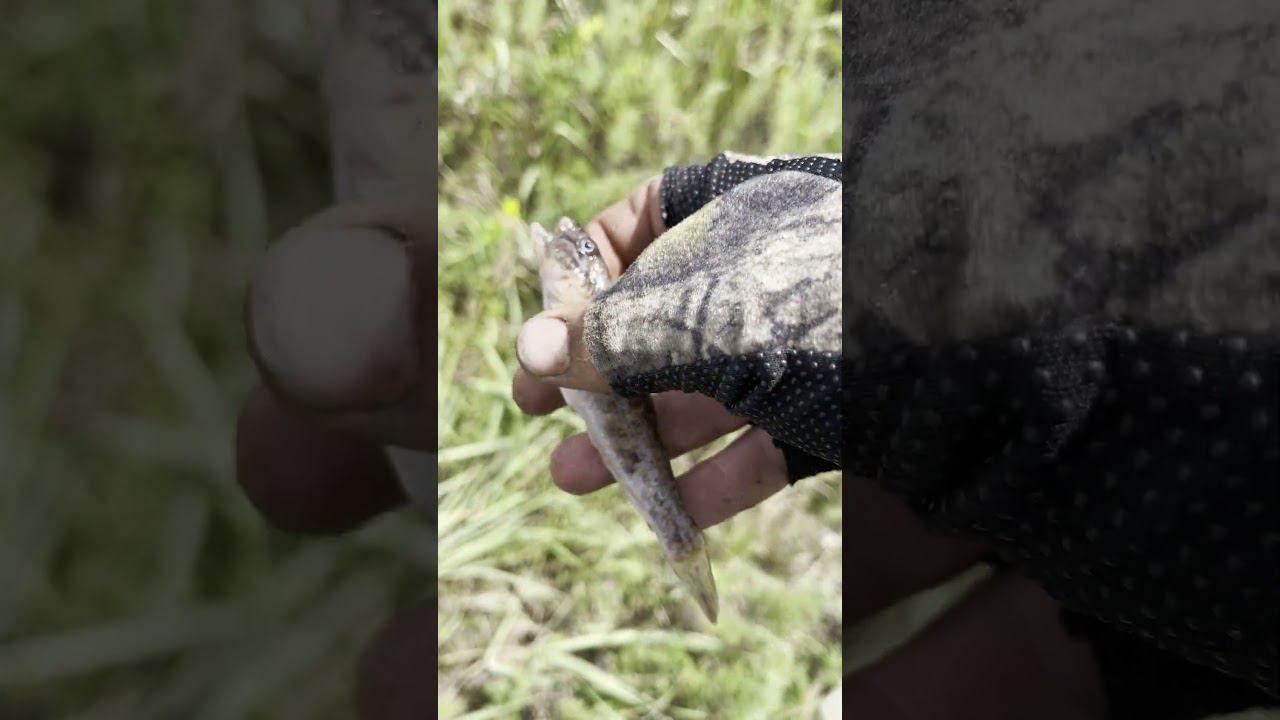 Что за чудо-юдо рыба #fishing #рыбалканасевере #carpfishing #carp #нарыбалку #палатка #карп смотреть онлайн