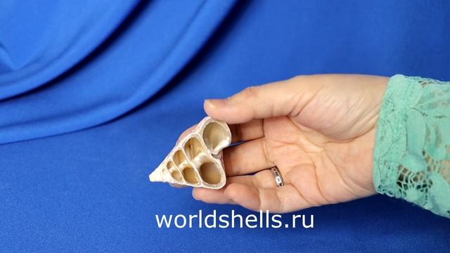 Боковой срез Конического Трохуса. Ракушка в разрезе смотреть онлайн