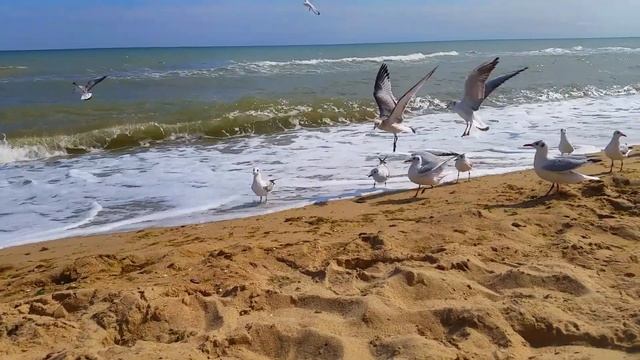 ФУТАЖ. Море, чайки. смотреть онлайн