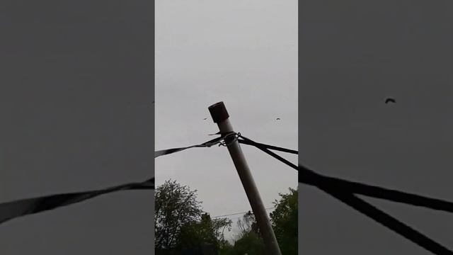 Из видео кассеты сделали самодельное отпугивание от птиц. смотреть онлайн