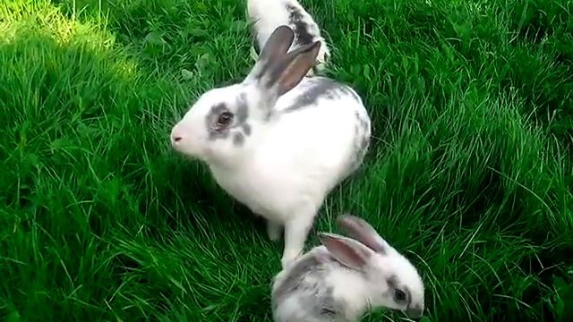 Кролик дал жару!!! смотреть онлайн