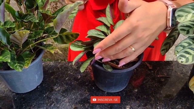 Maranta dicas e cultivo смотреть онлайн