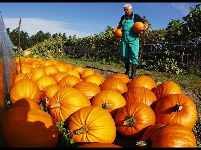 Как с помощью современных сельхозмашин убирают урожай тыквы