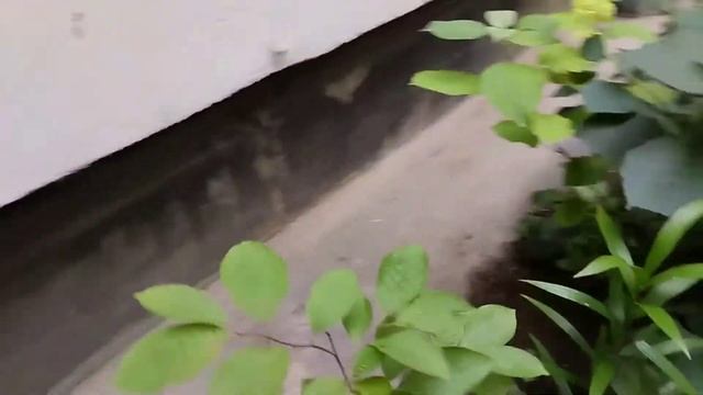 Зацвела Энотера - Ночная Свеча. Короткий обзорчик. ?? смотреть онлайн