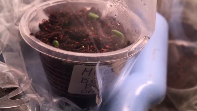 Пеларгония из семян. Почему не спешу с посевом. смотреть онлайн