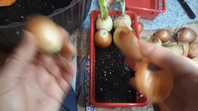 Секрет получения хорошего зелёного лука зимой. На подоконнике! смотреть онлайн