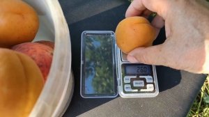 Абрикос Голд Рич в Бердянске 148 грамм.