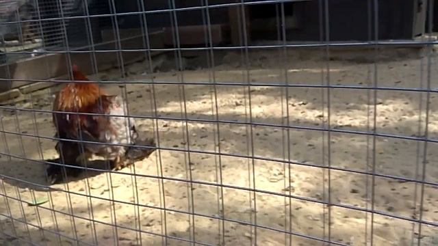 Поездка и прогулка в ЛОГО парк смотреть онлайн