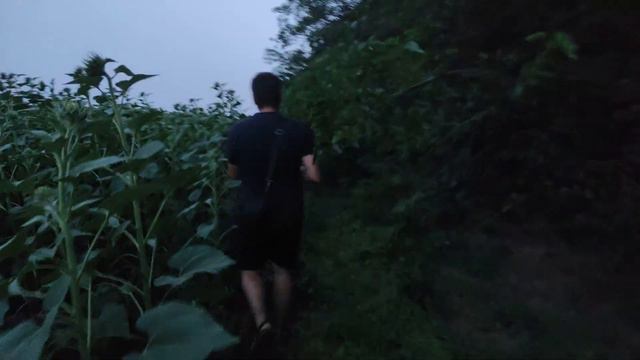 Забираем рой домой. Вечерняя прогулка , квест комната поле подсолнуха. смотреть онлайн