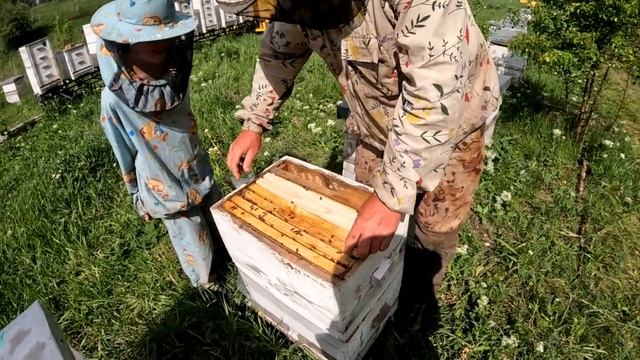 Пчеловодство, матки, отводки, изоляция маток. смотреть онлайн