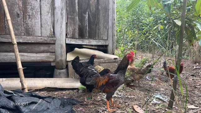 The poor girl went to harvest cassava when bad guys came and stole her chickens смотреть онлайн