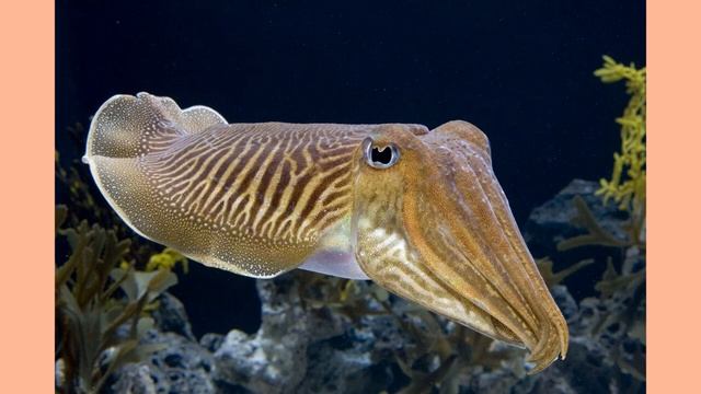 Bloodlines Of The Illuminati 7 Of 9 FRITZ SPRINGMEIER