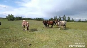 Якутская лошадь (Саха ата).