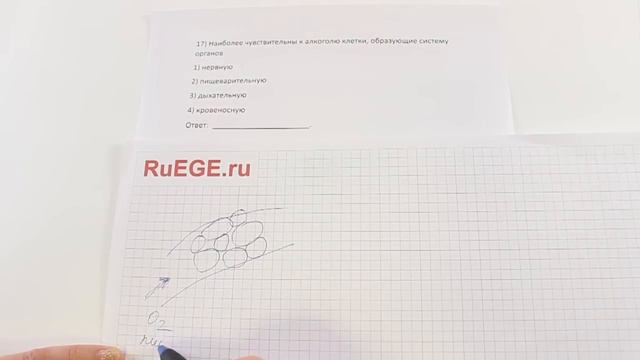 Решение демоверсии ЕГЭ по биологии 2016 | Задание 17. [Подготовка к ЕГЭ (RuEGE.ru)] смотреть онлайн