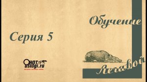 От щенка до легавой собаки. Серия 5 - ответы на вопросы.