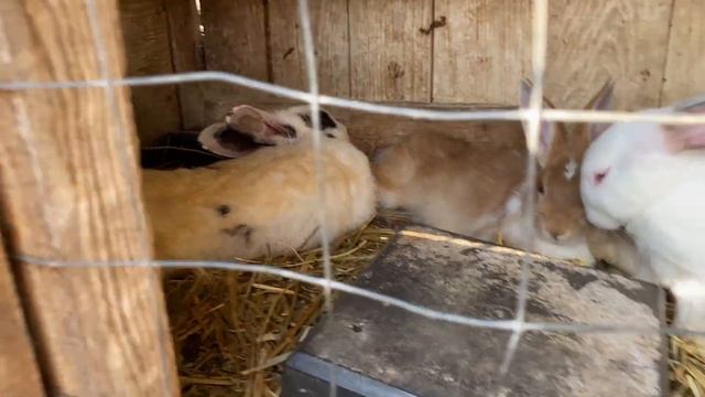 МАРИУПОЛЬ. МОРЕ, ЗООПАРК, АТТРАКЦИОНЫ И ВКУСНЫЕ ПИРОЖКИ! ВЛОГ смотреть онлайн