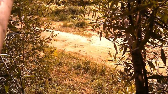 галки укрылись от хищника, смотрите с минуты смотреть онлайн