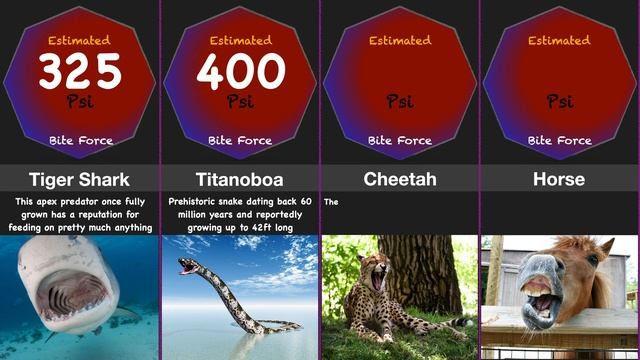 Strongest Animal Bite Force Comparison 2 смотреть онлайн