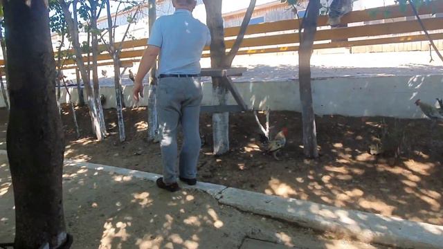 Татар страус фермасы| Биктау районы| Әхмәт абый. смотреть онлайн