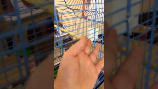 Мой попугайчик смотреть онлайн