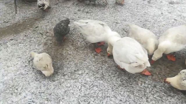 Мускусные утки зимой на улице. В сарае без отопления. смотреть онлайн