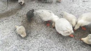 Мускусные утки зимой на улице. В сарае без отопления.