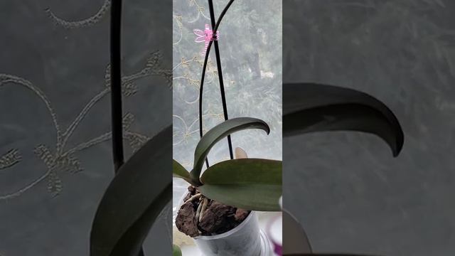 Phal. Pink Magpie, Black Butterfly, AP 185,Saphire, Buddha Treasure, Irene Dobkin смотреть онлайн