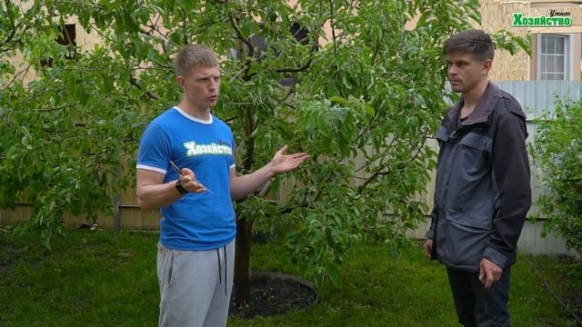 Избавляемся от мучнистой росы! Дешевый и эффективный способ! смотреть онлайн
