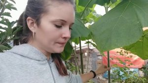 Павловния (Адамово дерево )