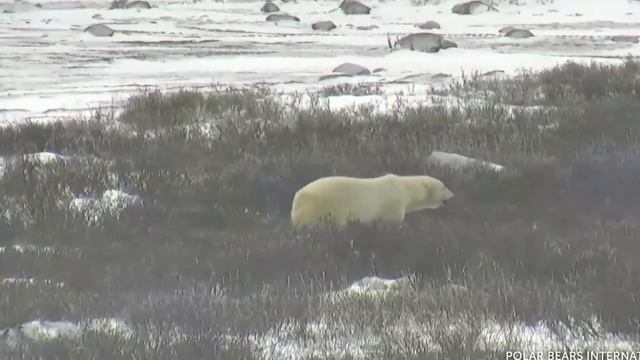 Меню белых медведей значительно изменилось смотреть онлайн