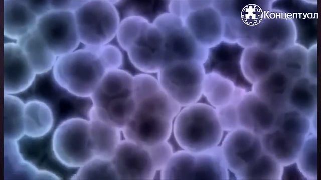 Сила мысли  учёный договорился с кактусом  Гаряев Пётр Петрович