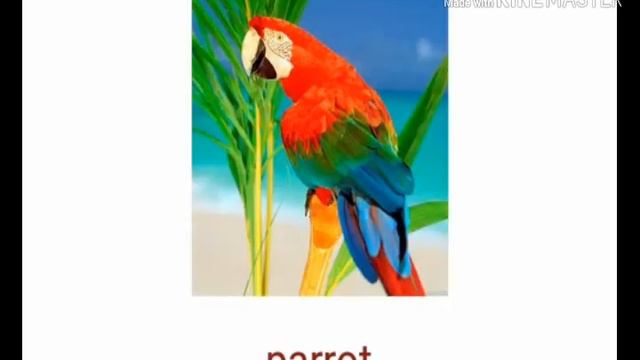 Birds in english (птицы на английском языке) смотреть онлайн