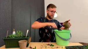 Из одной косточки — три ростка! Как вырастить мандарин из косточки в домашних условиях.