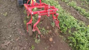 мтз 132 с картофелекопалкой КФТ2 01