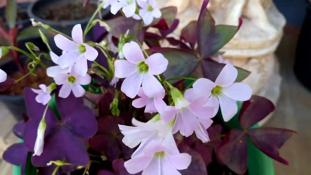 Uyuyan Çiçek Oxalis Triangularis смотреть онлайн