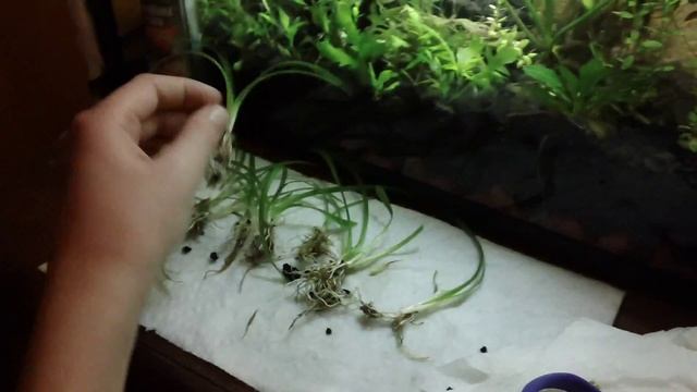 Plant Profiles: Dwarf Sag (Sagittaria subulata) смотреть онлайн