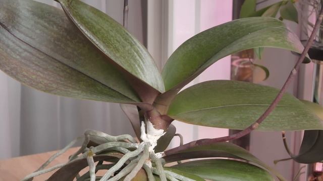 Орхидея ОПЯТЬ ЗАГНИЛА. Что делать НЕ ЗНАЮ. смотреть онлайн