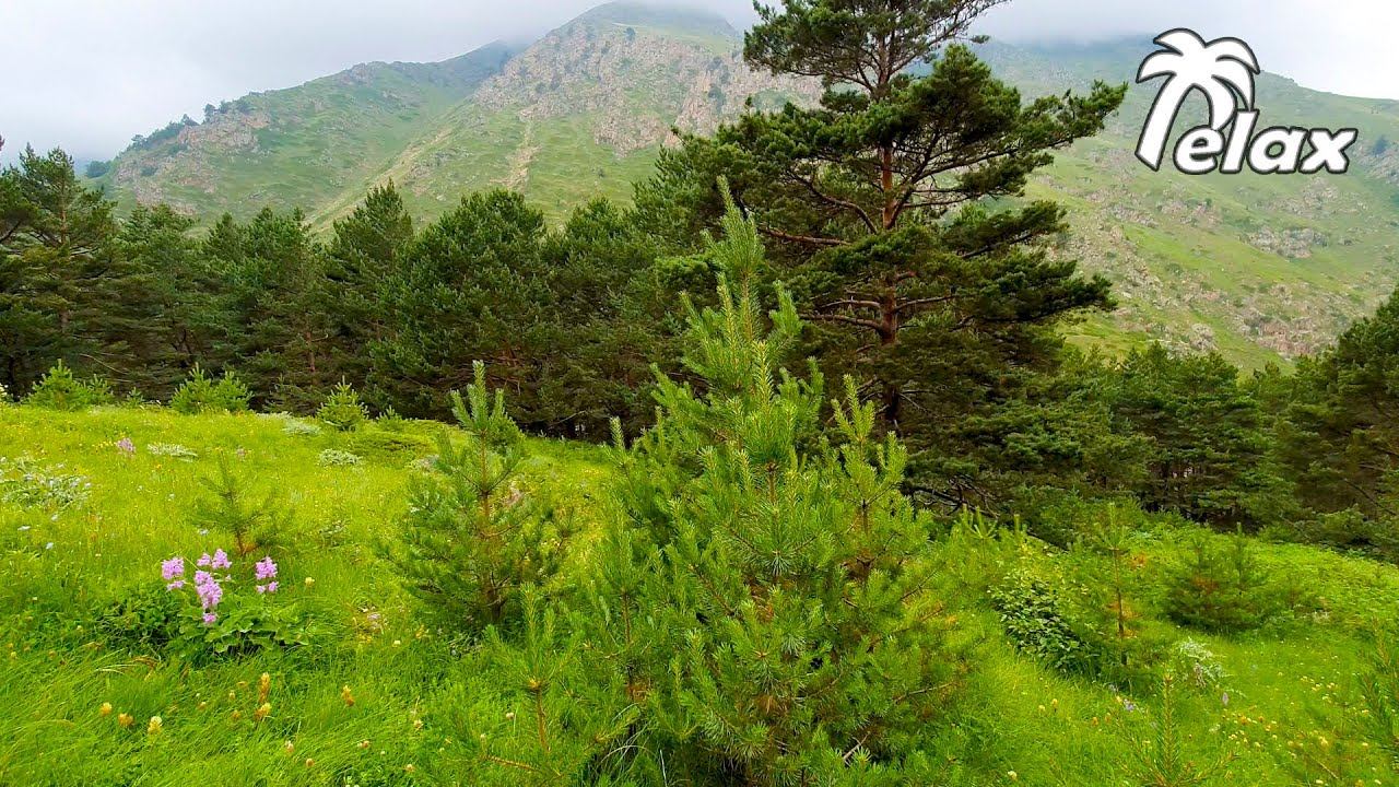 Nature sounds in a Pine forest in the Highlands смотреть онлайн