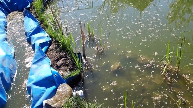 Биоплато в искусственном пруду. Без него никак. смотреть онлайн