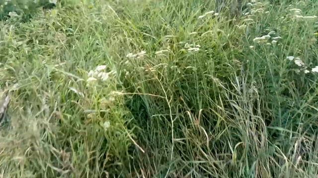 Льнянка обыкновенная - Лекарственные растения. Лечебные травы смотреть онлайн