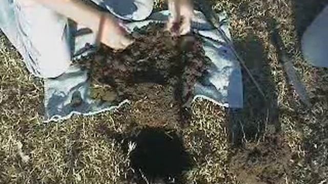 Minelab E-Trac vs Whites V3i on deep wheat смотреть онлайн