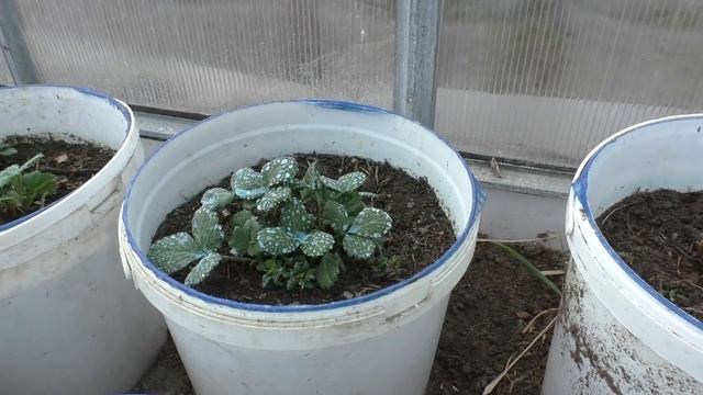 Клубника в ведрах. Обязательные обработки и первая подкормка. смотреть онлайн