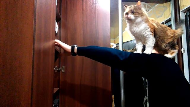 Сенсационное выступление почти на арене цирка!) смотреть онлайн